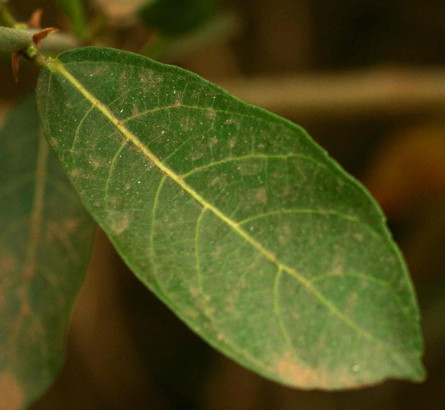 Ficus capreifolia Ficus capreifolia