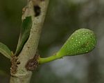 Ficus capreifolia