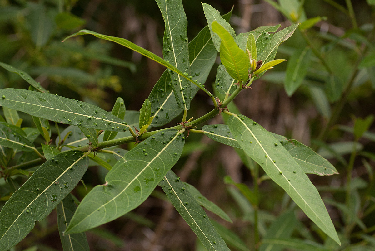 Ficus capreifolia