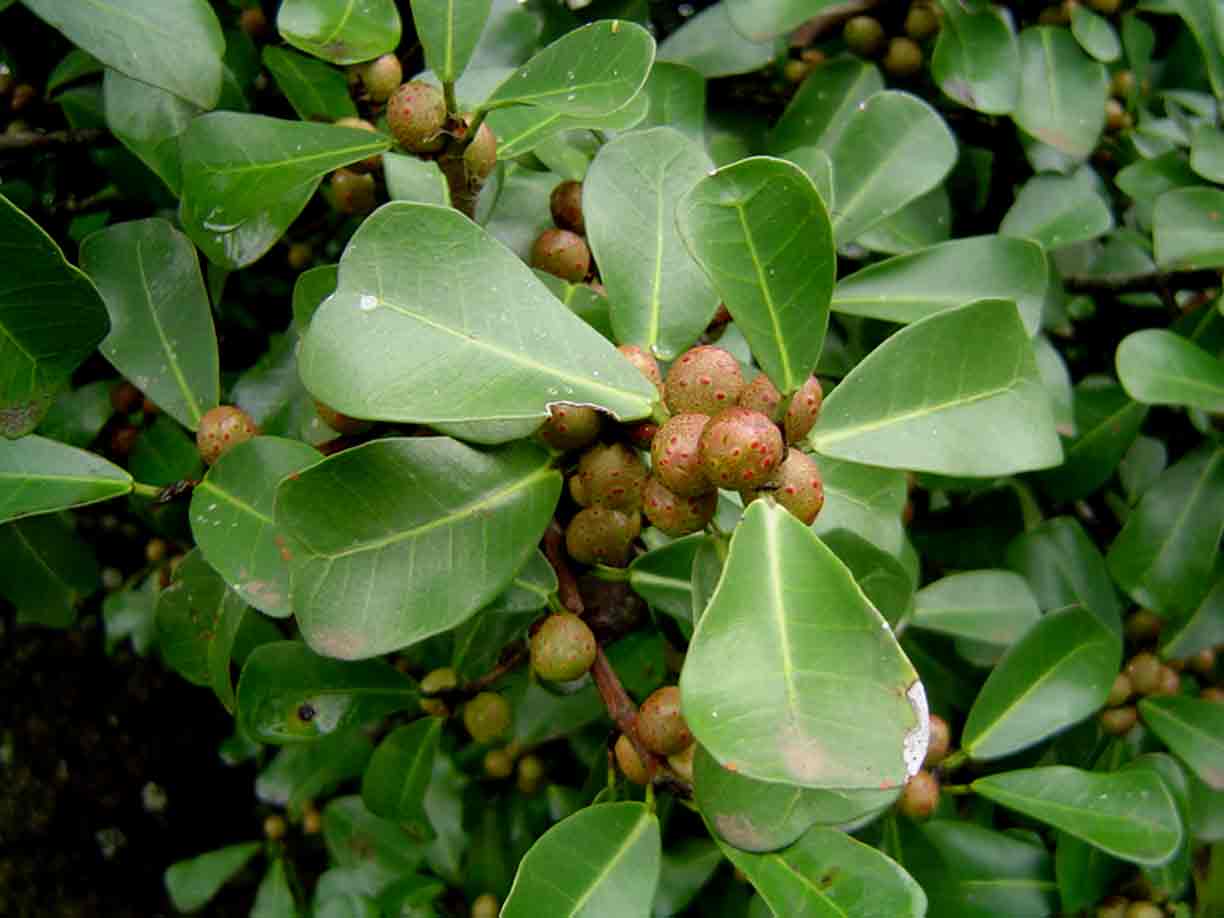 Ficus craterostoma