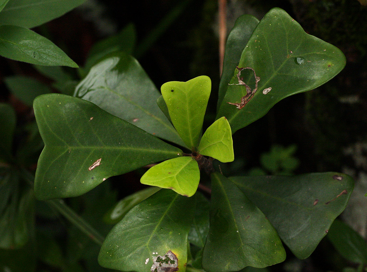 Ficus craterostoma