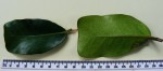 Ficus craterostoma