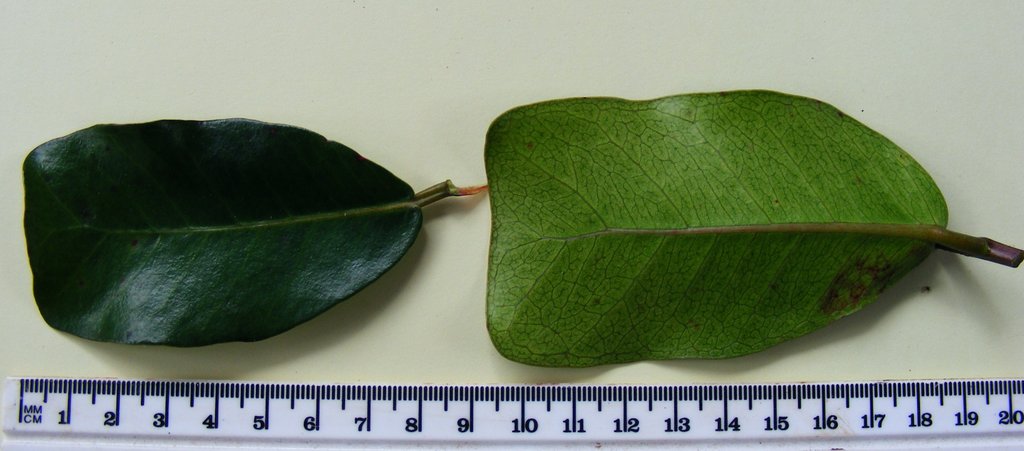 Ficus craterostoma