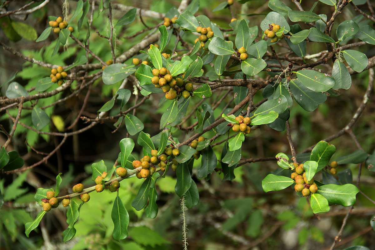 Ficus craterostoma