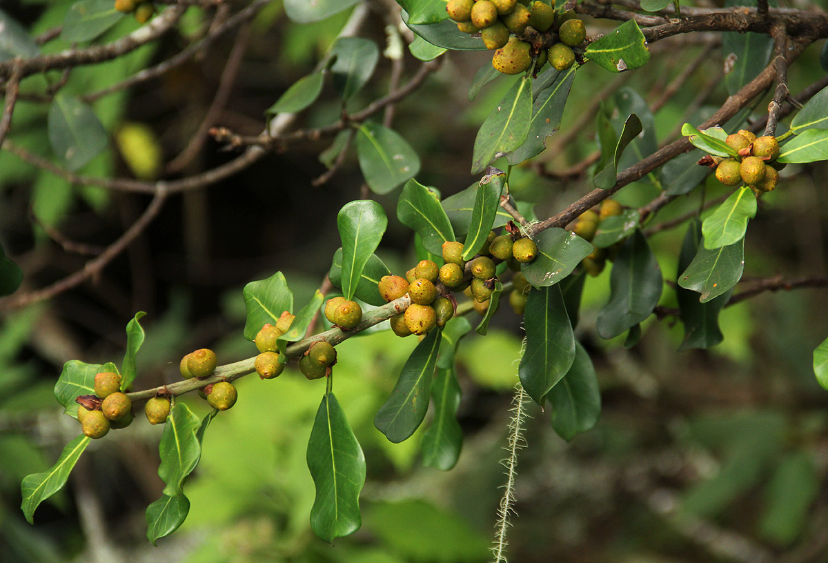 Ficus craterostoma