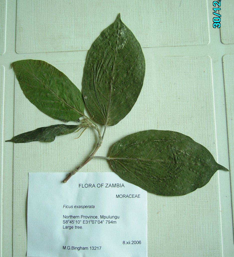 Ficus exasperata