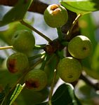 Ficus fischeri