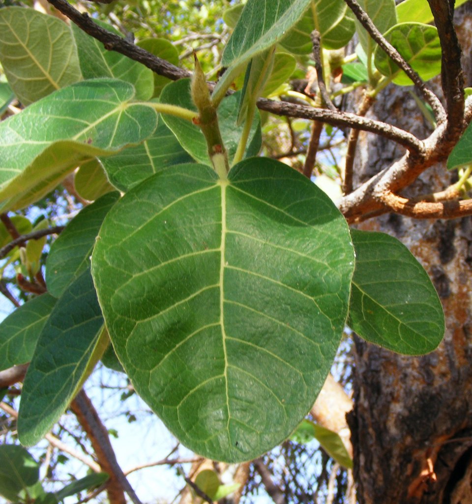 Ficus glumosa