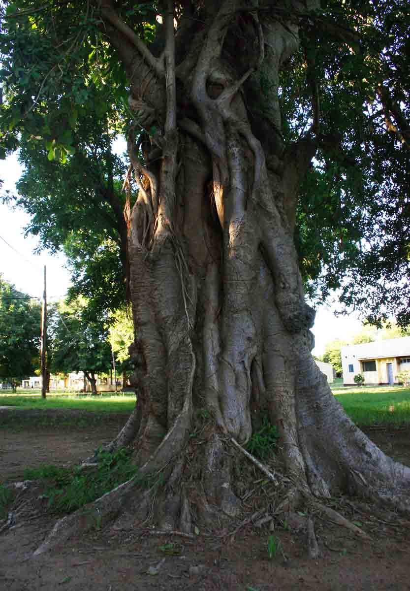 Ficus stuhlmannii Ficus stuhlmannii