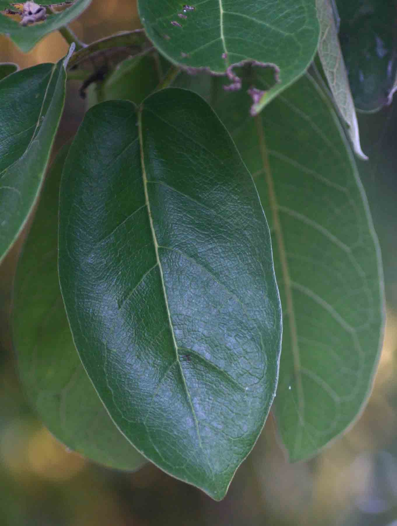 Ficus stuhlmannii Ficus stuhlmannii
