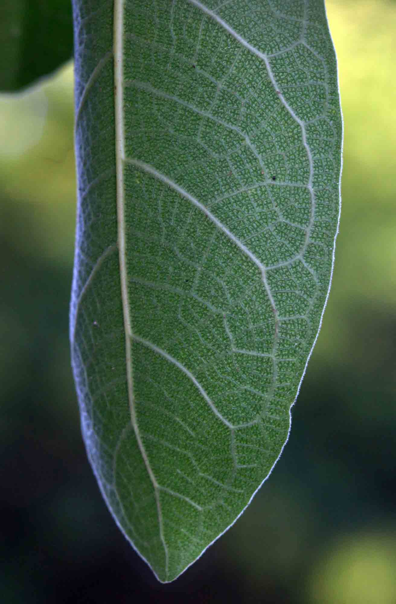 Ficus stuhlmannii Ficus stuhlmannii