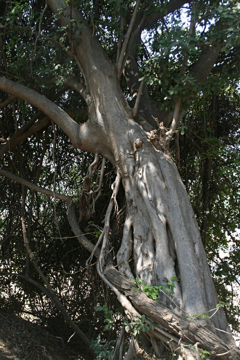 Ficus stuhlmannii Ficus stuhlmannii