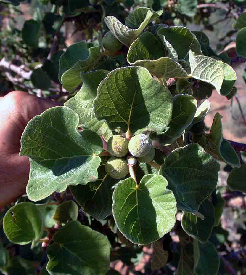 Ficus tettensis