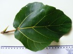 Ficus vallis-choudae