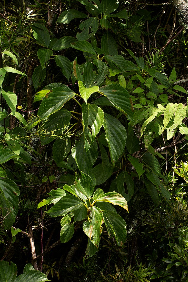 Scepocarpus hypselodendron