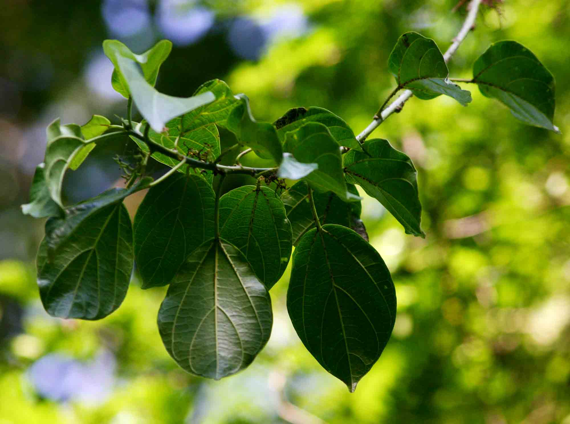 Scepocarpus trinervis