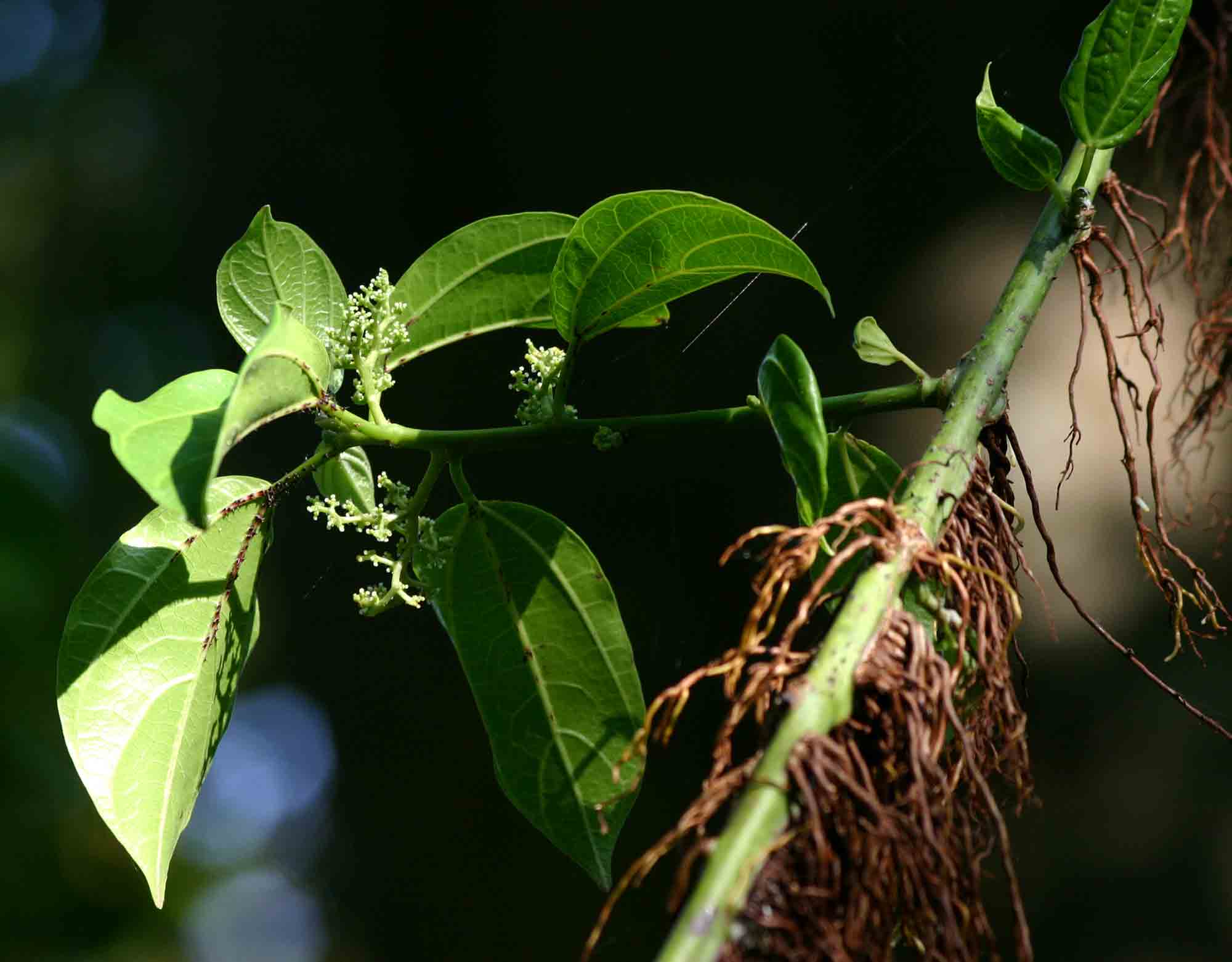 Scepocarpus trinervis