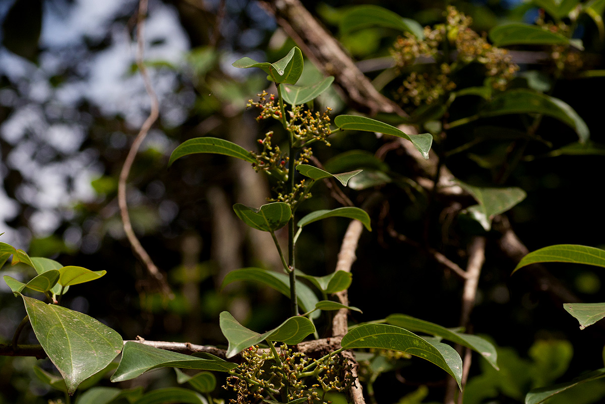 Scepocarpus trinervis