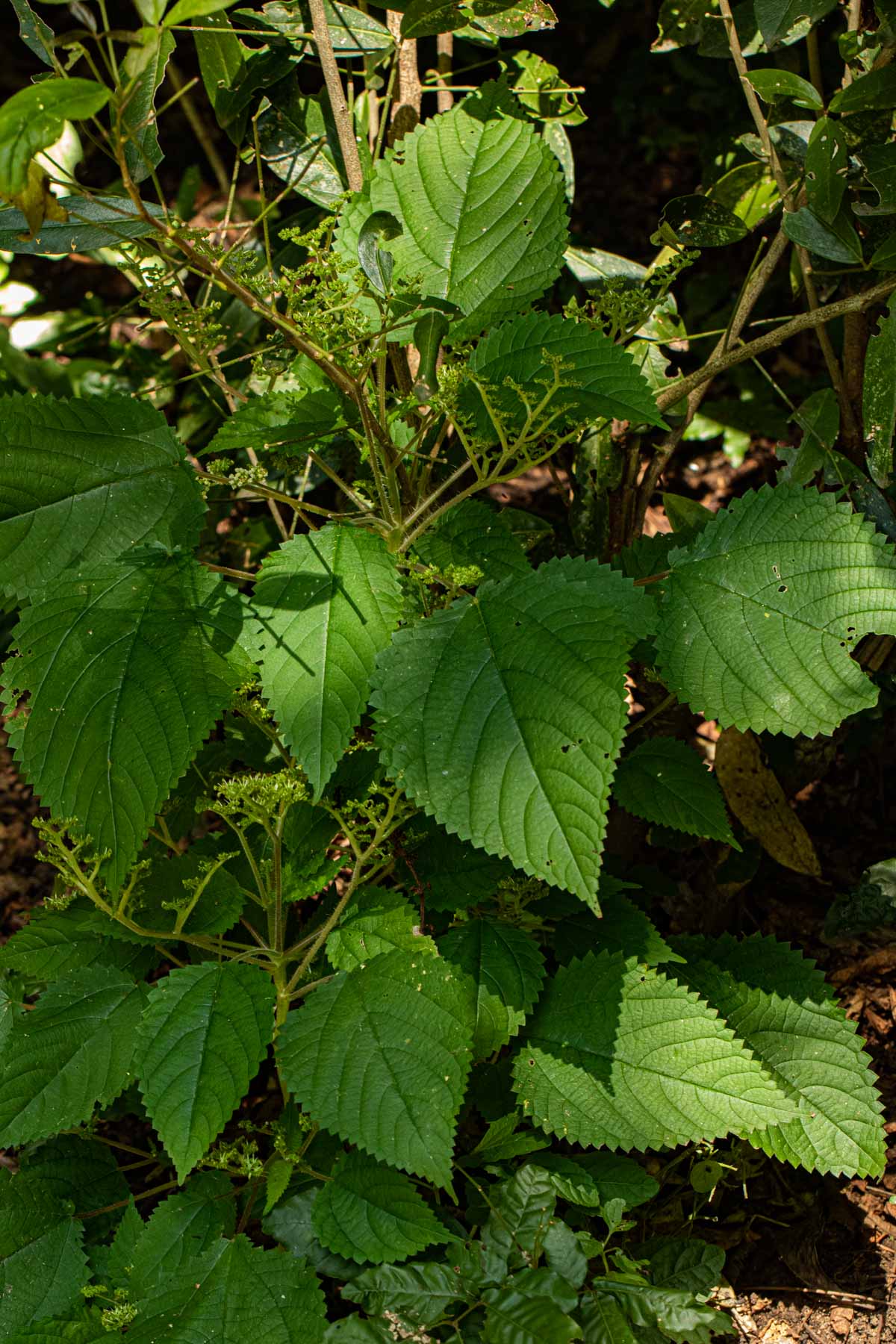 Laportea aestuans Laportea aestuans