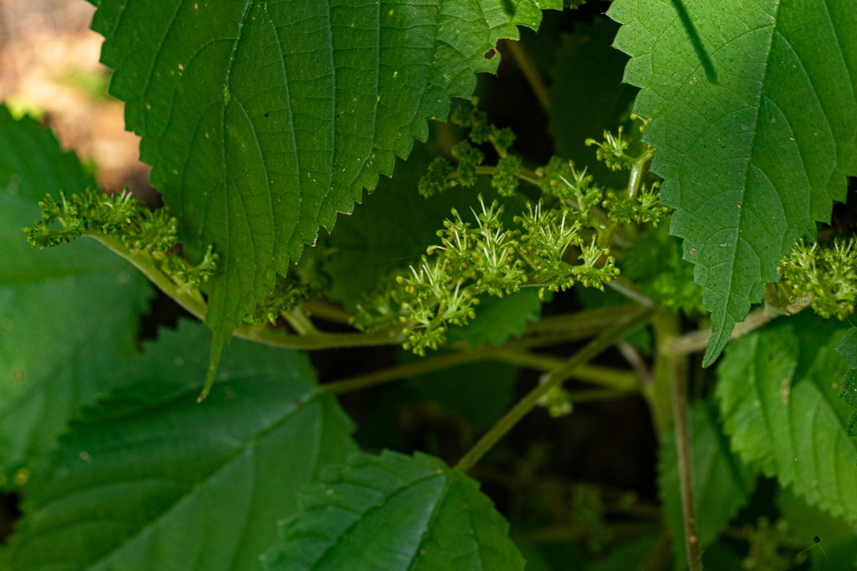 Laportea aestuans Laportea aestuans