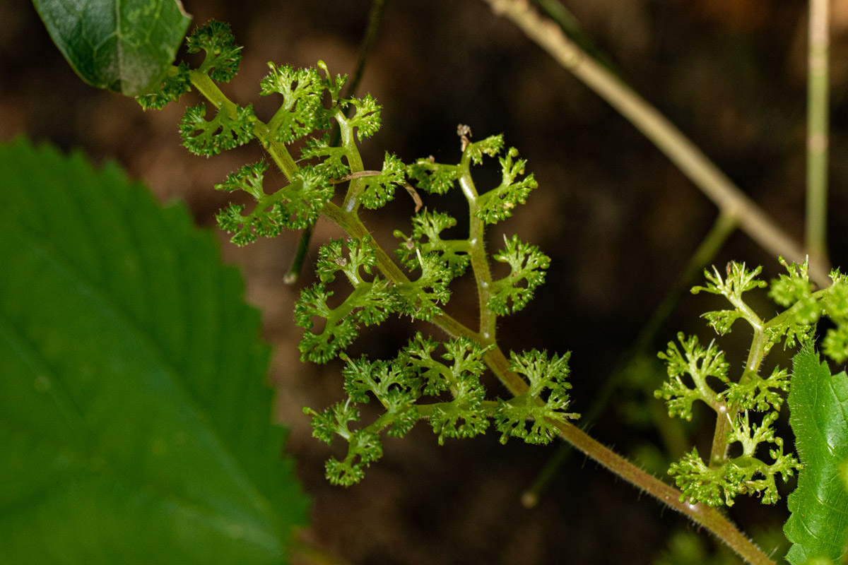 Laportea aestuans Laportea aestuans