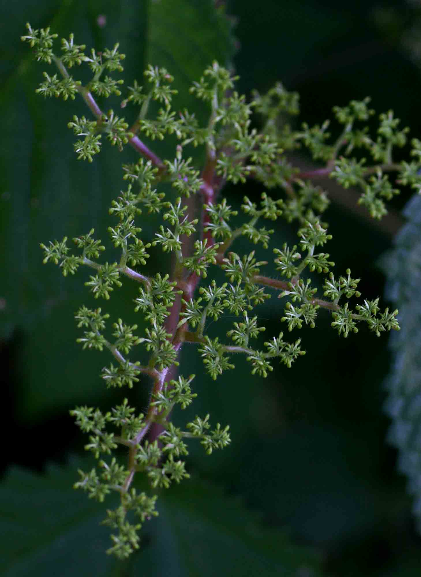 Laportea aestuans Laportea aestuans