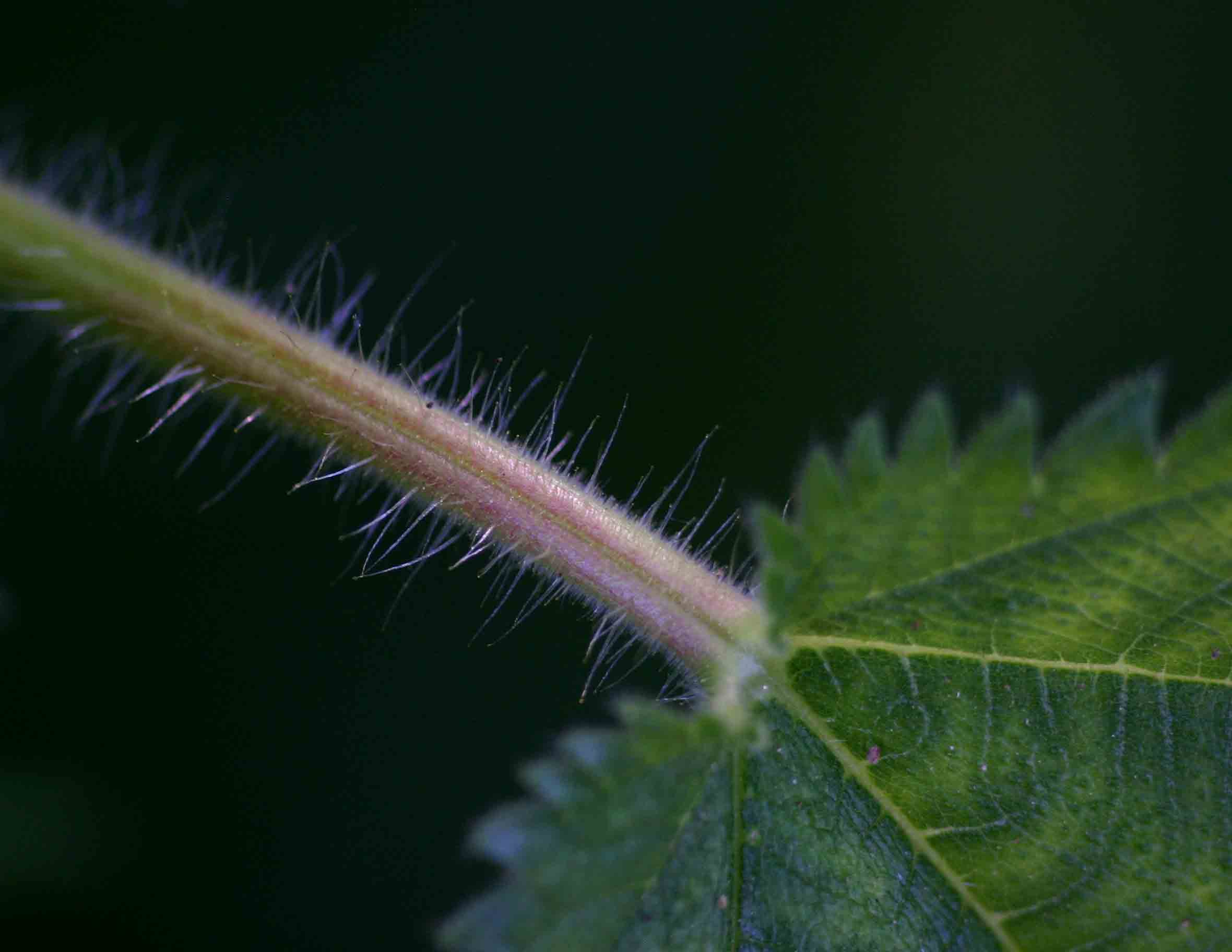 Laportea aestuans Laportea aestuans