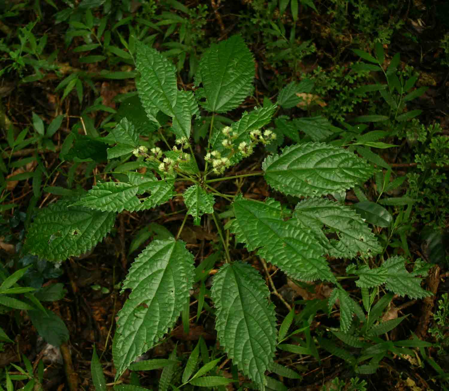 Laportea alatipes Laportea alatipes