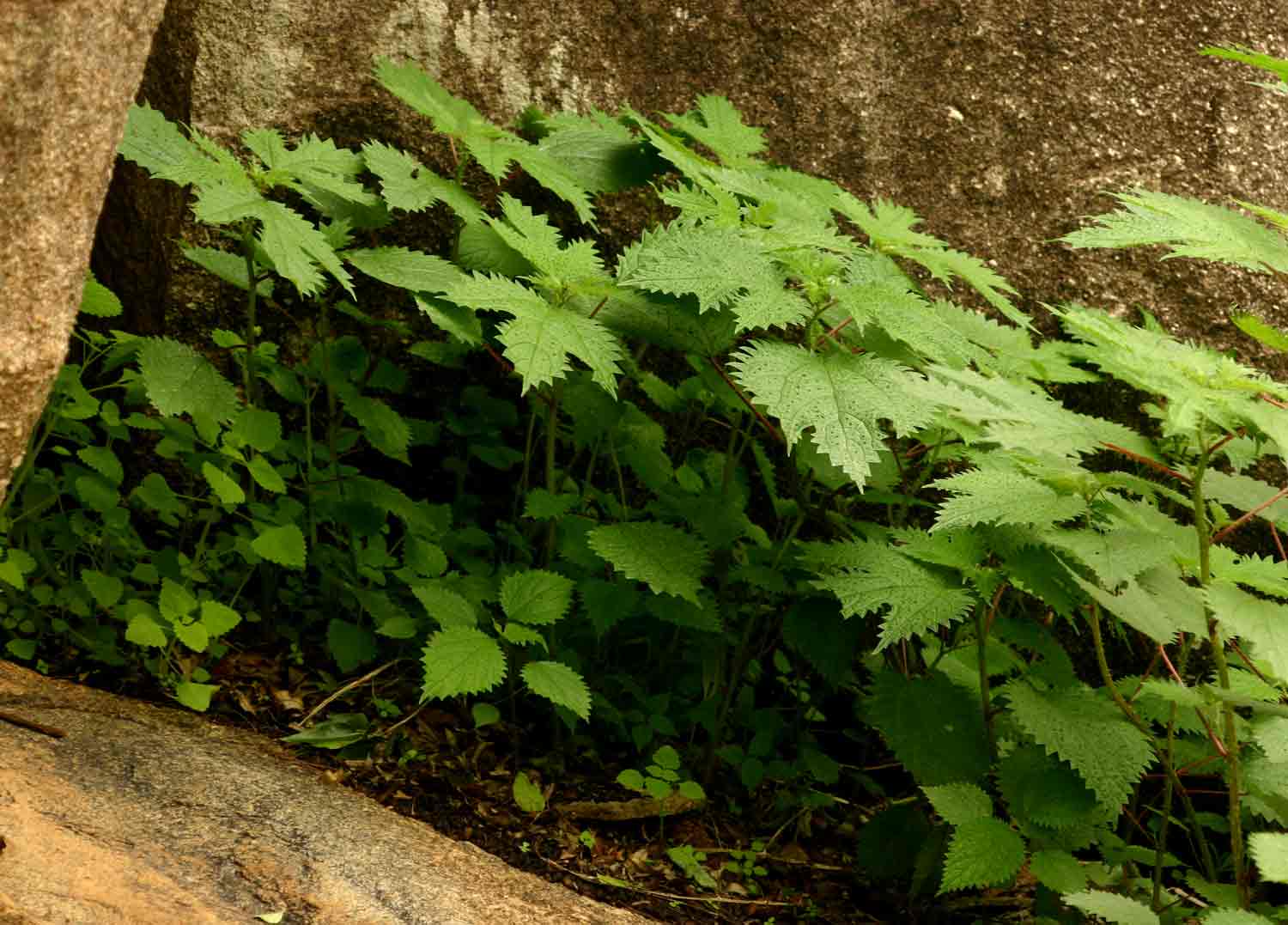 Girardinia diversifolia