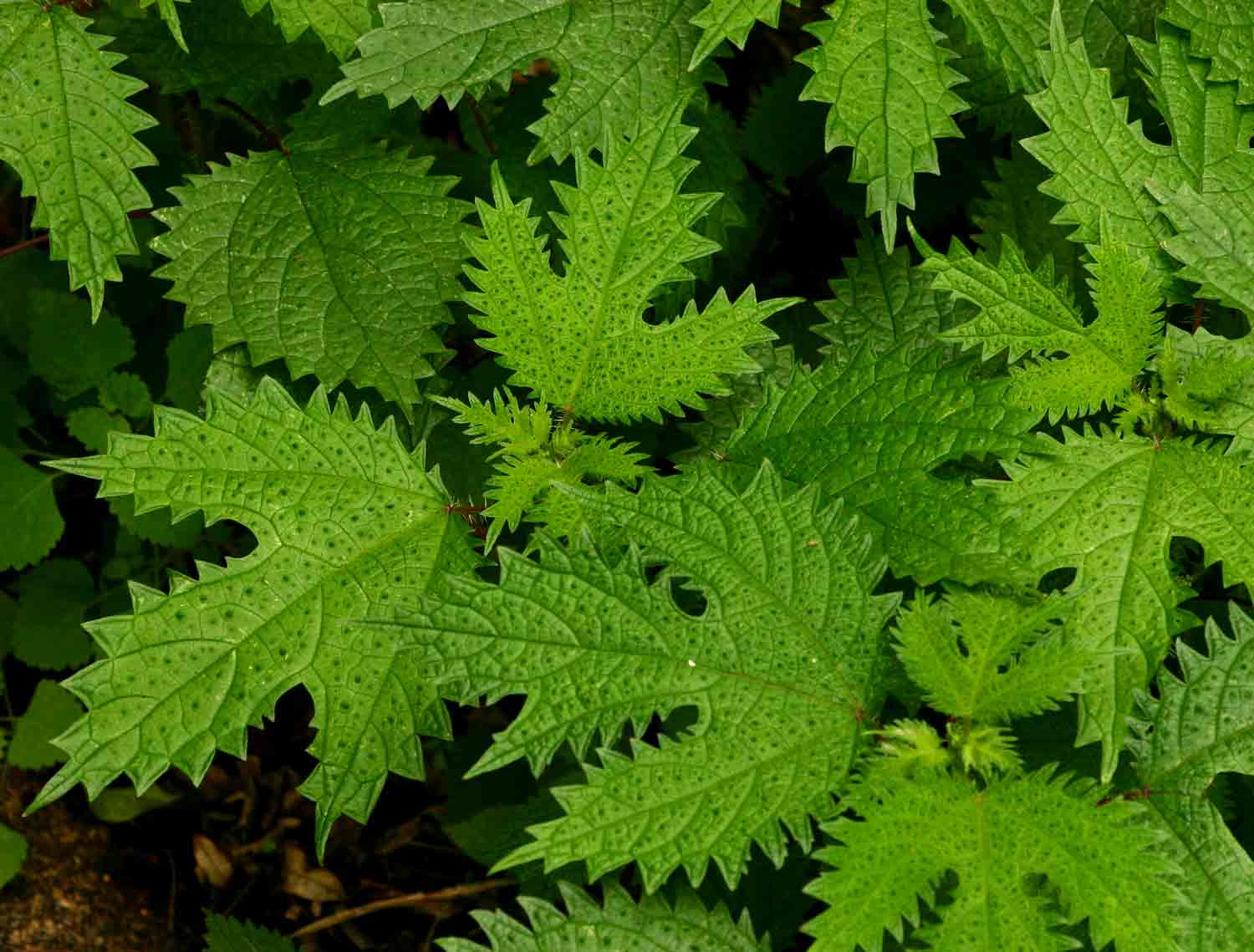 Girardinia diversifolia