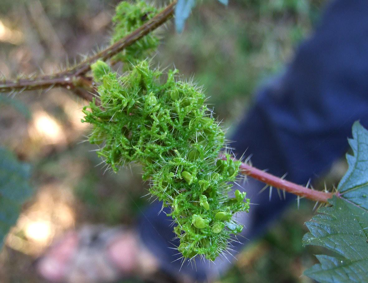 Girardinia diversifolia