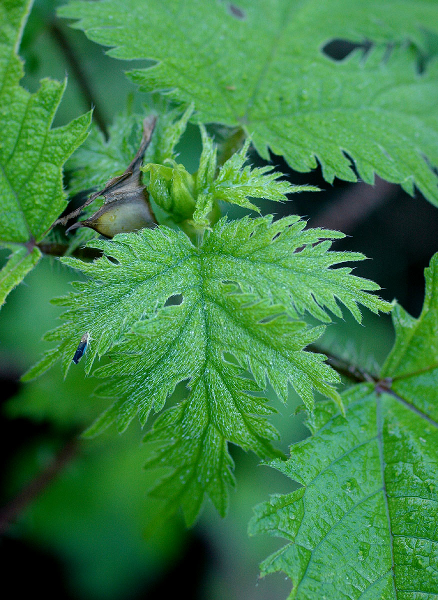 Girardinia diversifolia