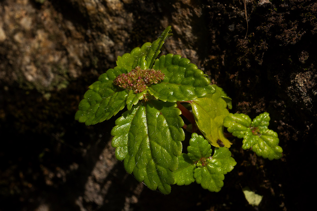 Pilea tetraphylla