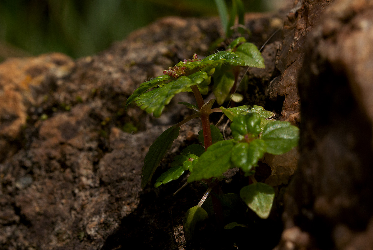 Pilea tetraphylla Pilea tetraphylla