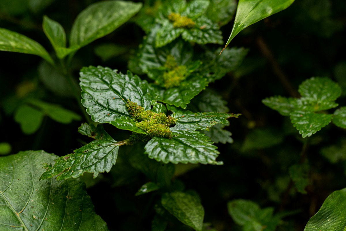 Pilea tetraphylla