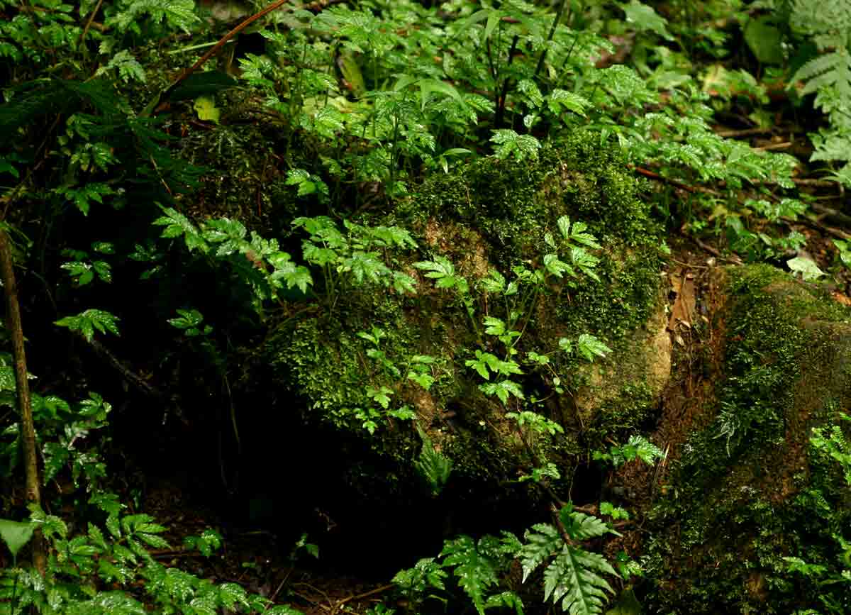 Elatostema monticola