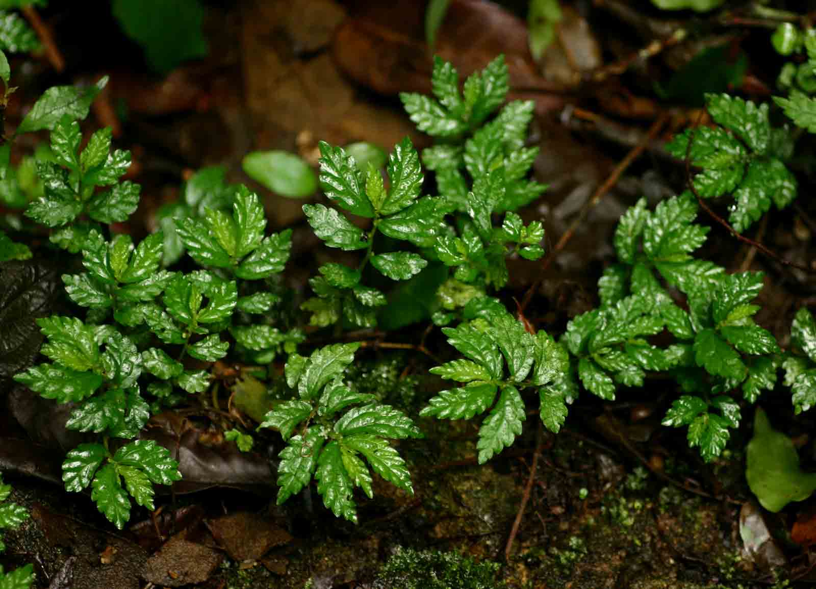 Elatostema monticola Elatostema monticola