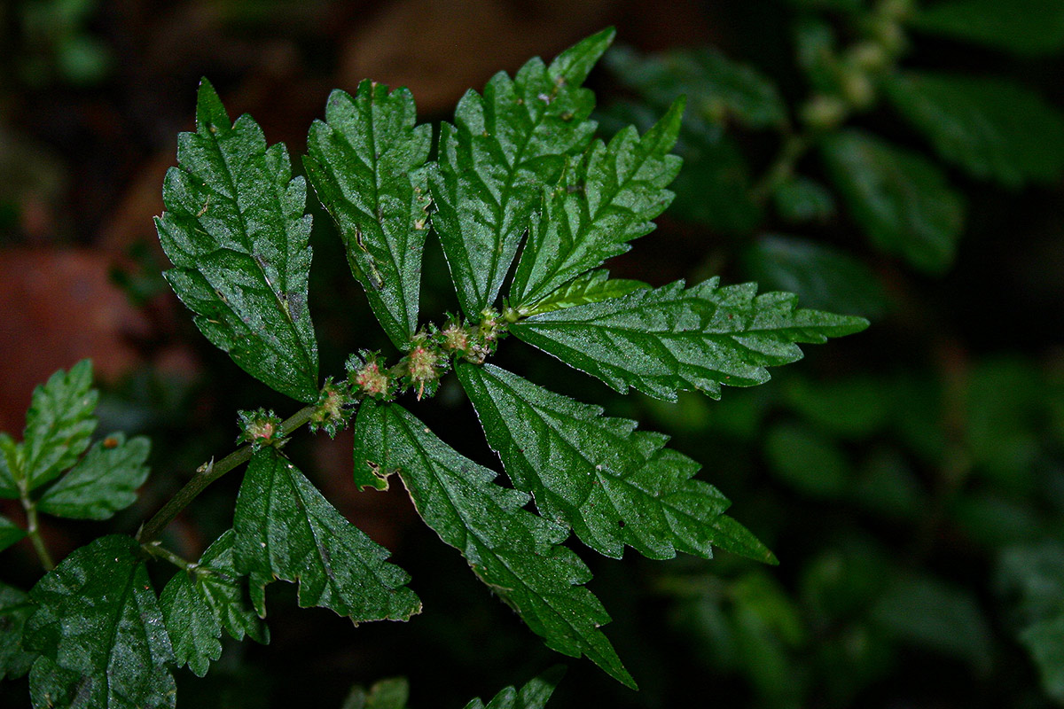 Elatostema monticola