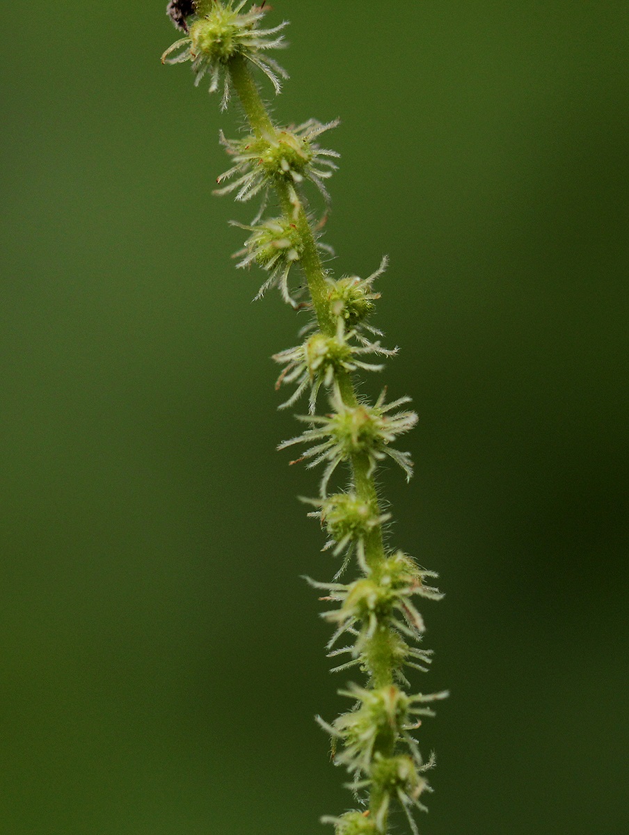 Boehmeria macrophylla