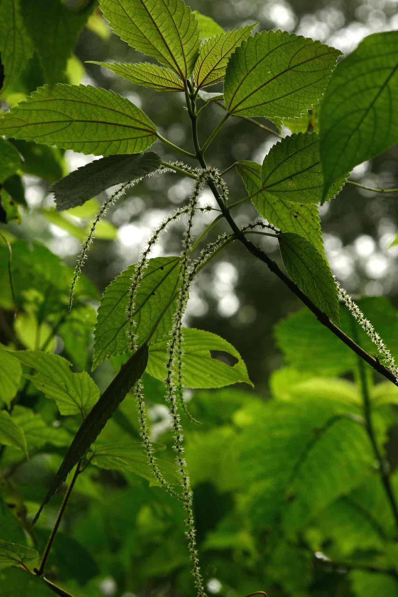 Boehmeria macrophylla Boehmeria macrophylla