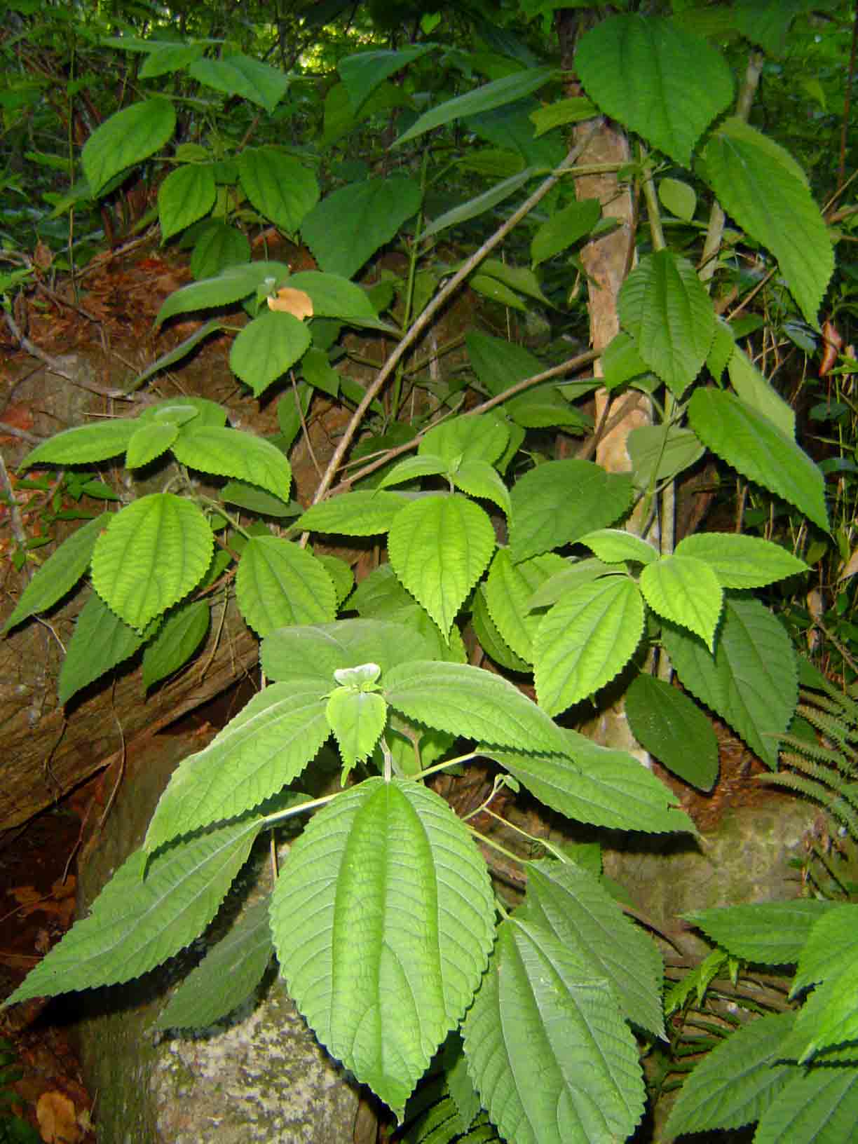 Boehmeria macrophylla