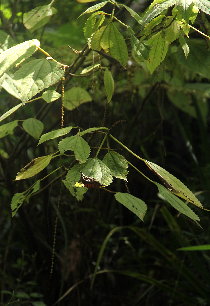 Boehmeria macrophylla