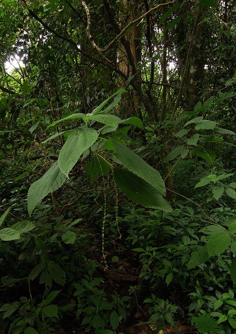 Boehmeria macrophylla