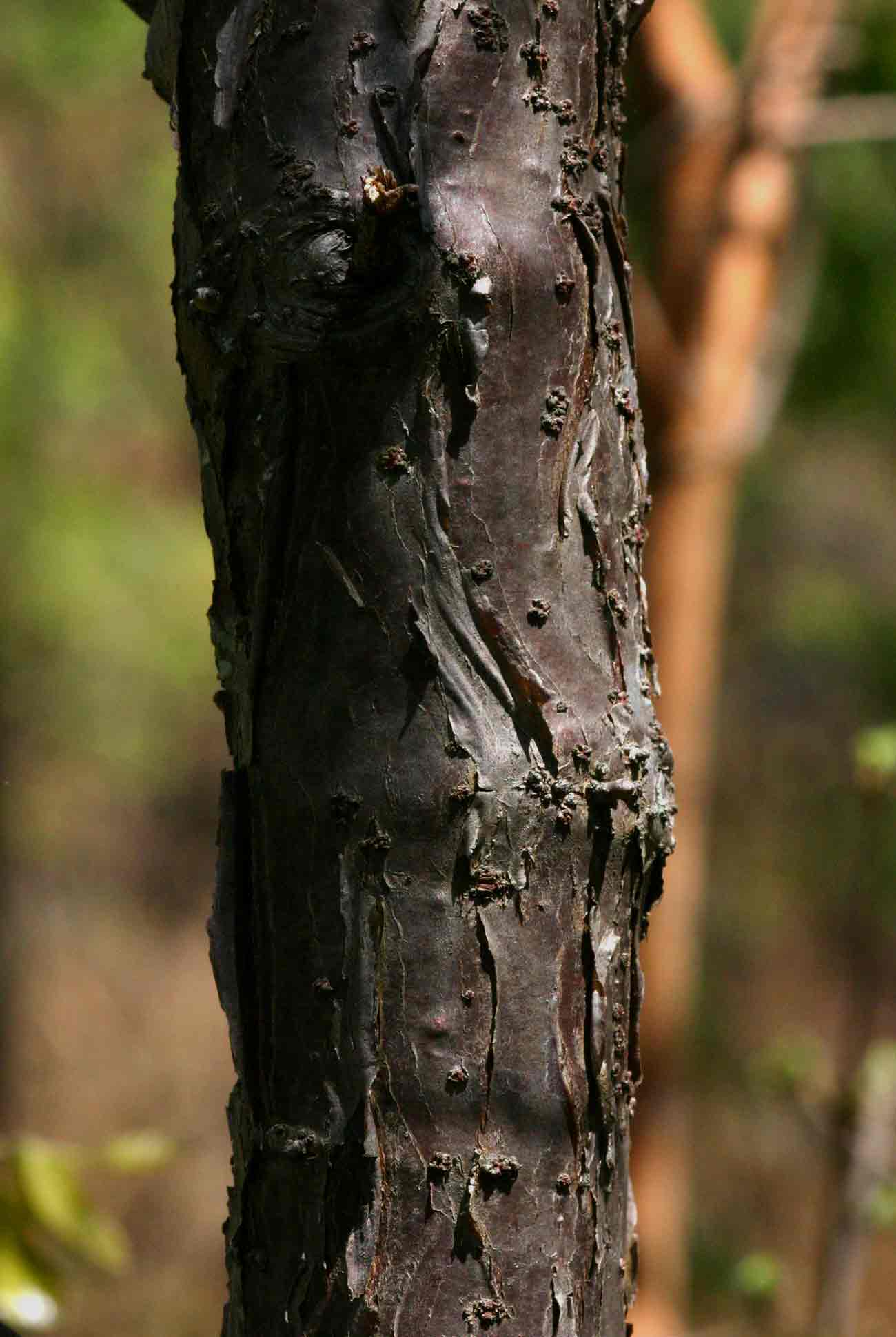 Pouzolzia mixta Pouzolzia mixta