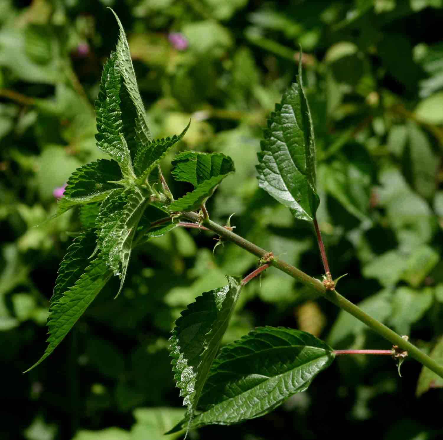 Pouzolzia parasitica Pouzolzia parasitica