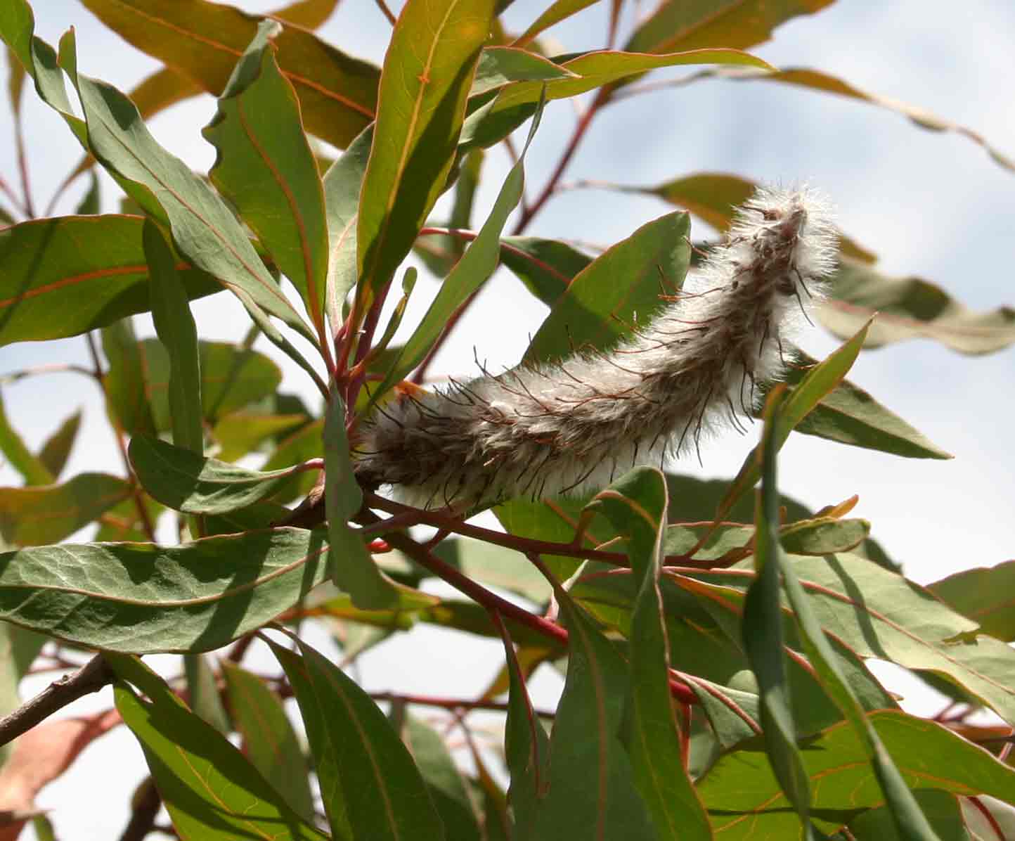 Faurea saligna Faurea saligna