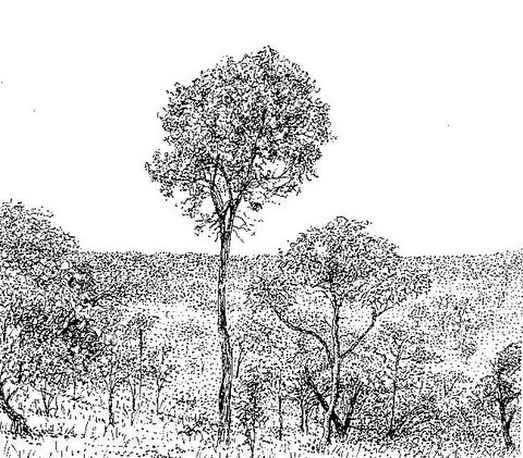 Faurea saligna Faurea saligna