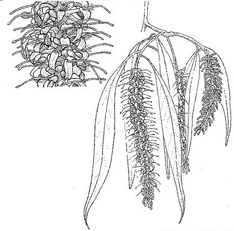 Faurea saligna Faurea saligna