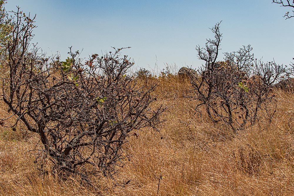 Protea angolensis var. divaricata