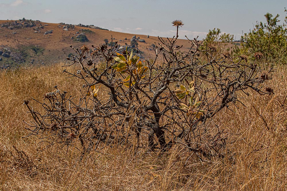 Protea angolensis var. divaricata